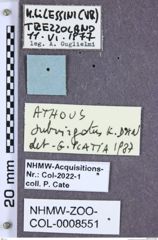 Etiketten zu Athous subvirgatus (NHMW-ZOO-COL-0008551)